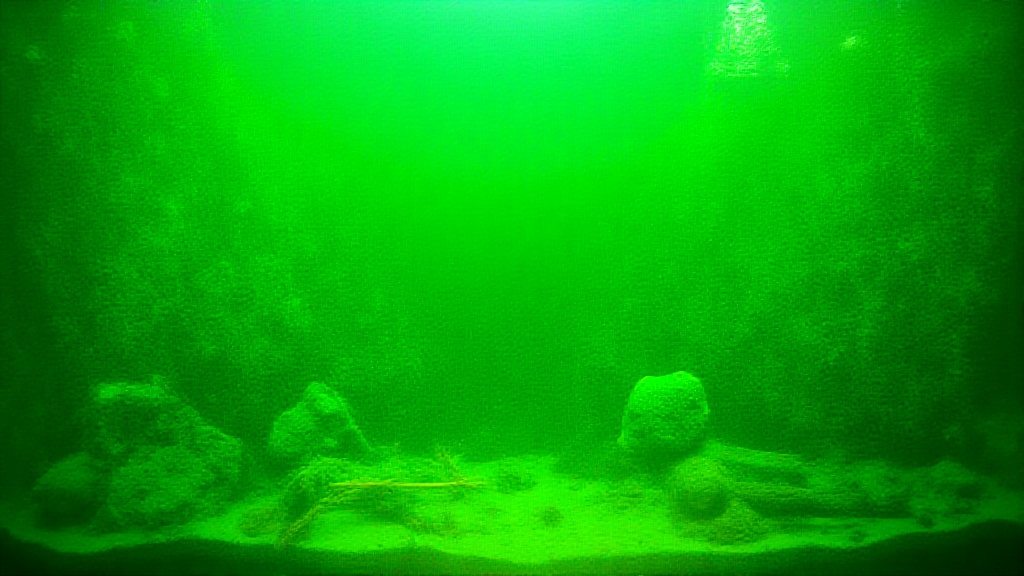 Closeup of freshwater aquarium with vivid green algae growth and various aquatic plants